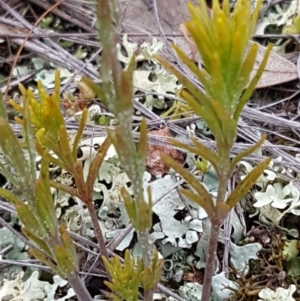 Linaria arvensis at Holt, ACT - 1 Aug 2020 12:05 PM