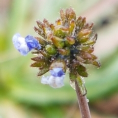 Linaria arvensis at Holt, ACT - 1 Aug 2020