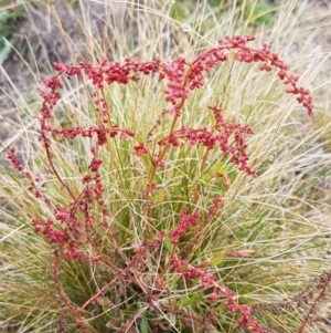 Rumex acetosella at Holt, ACT - 1 Aug 2020