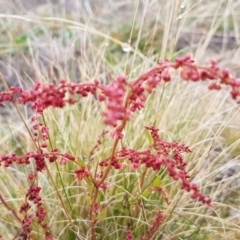 Rumex acetosella at Holt, ACT - 1 Aug 2020