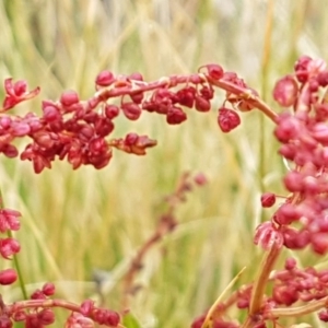 Rumex acetosella at Holt, ACT - 1 Aug 2020 12:08 PM