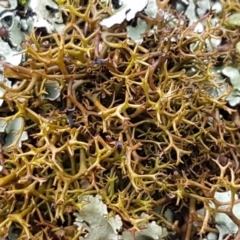 Cladia aggregata (A lichen) at Holt, ACT - 1 Aug 2020 by tpreston