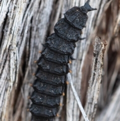 Porrostoma rhipidium (Long-nosed Lycid (Net-winged) beetle) at ANBG - 31 Jul 2020 by Roger