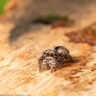 Servaea narraweena (A jumping spider) at Acton, ACT - 31 Jul 2020 by Roger