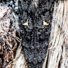 Bondia nigella (A Fruitworm moth (Family Carposinidae)) at Acton, ACT - 31 Jul 2020 by Roger