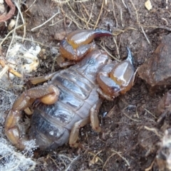 Urodacus manicatus (Black Rock Scorpion) at Franklin, ACT - 1 Aug 2020 by JanetRussell