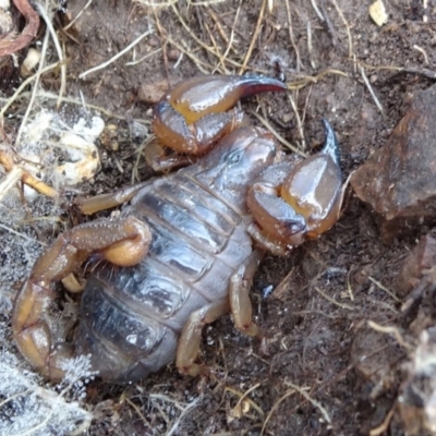Urodacus manicatus (Black Rock Scorpion) at Franklin, ACT - 1 Aug 2020 by JanetRussell