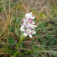 Wurmbea dioica subsp. dioica (Early Nancy) at Mulanggari Grasslands - 1 Aug 2020 by JanetRussell