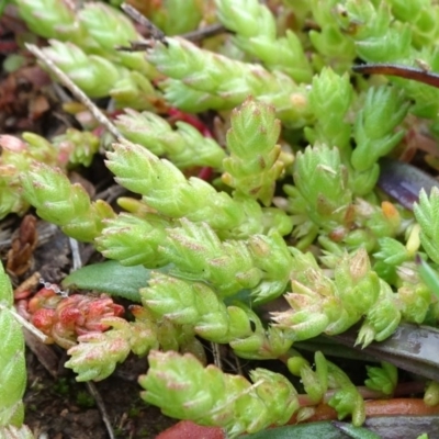 Crassula sieberiana (Austral Stonecrop) at Franklin, ACT - 1 Aug 2020 by JanetRussell