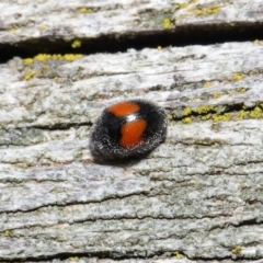 Diomus notescens (Little two-spotted ladybird) at Acton, ACT - 28 Jul 2020 by TimL