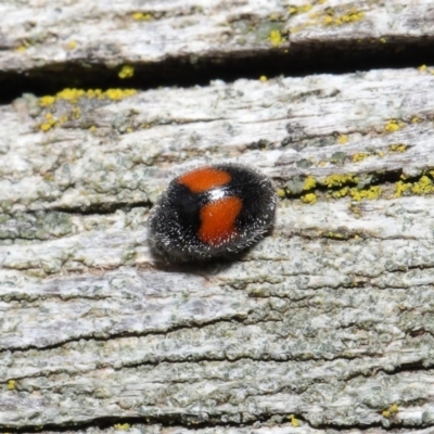 Diomus notescens (Little two-spotted ladybird) at Acton, ACT - 28 Jul 2020 by TimL