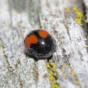 Diomus notescens at Acton, ACT - 28 Jul 2020