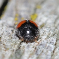 Diomus notescens at Acton, ACT - 28 Jul 2020