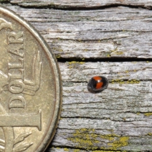 Diomus notescens at Acton, ACT - 28 Jul 2020