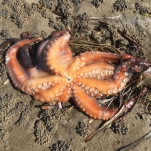 Octopus tetricus at Merimbula, NSW - 30 Jul 2020 12:17 PM