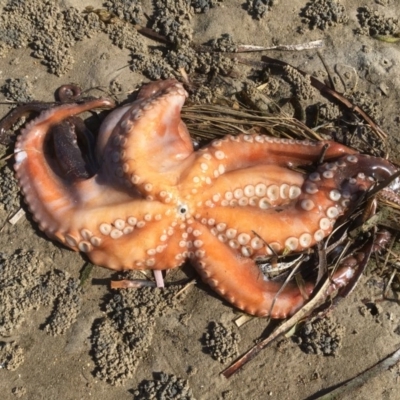 Octopus tetricus (Gloomy Octopus) at Merimbula, NSW - 30 Jul 2020 by SueMuffler