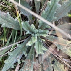 Plantago varia (Native Plaintain) at Hughes Grassy Woodland - 31 Jul 2020 by KL