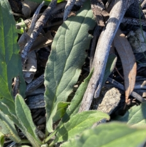 Cynoglossum australe at Hughes, ACT - 1 Aug 2020