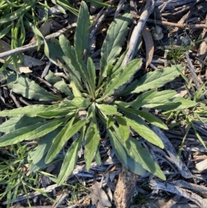 Cynoglossum australe at Hughes, ACT - 1 Aug 2020 03:15 PM