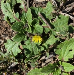 Cymbonotus sp. (preissianus or lawsonianus) (Bears Ears) at Hughes Grassy Woodland - 31 Jul 2020 by KL