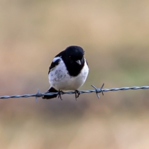 Melanodryas cucullata at Tennent, ACT - 1 Aug 2020