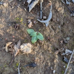 Pterostylidinae (greenhood alliance) (A Greenhood) at Latham, ACT - 1 Aug 2020 by MattM