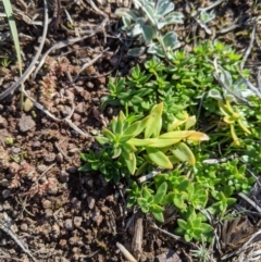 Unverified Other Wildflower or Herb at Latham, ACT - 1 Aug 2020 by MattM