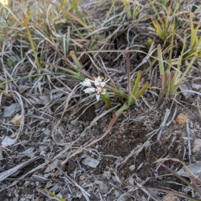 Wurmbea dioica subsp. dioica (Early Nancy) at Umbagong District Park - 1 Aug 2020 by MattM