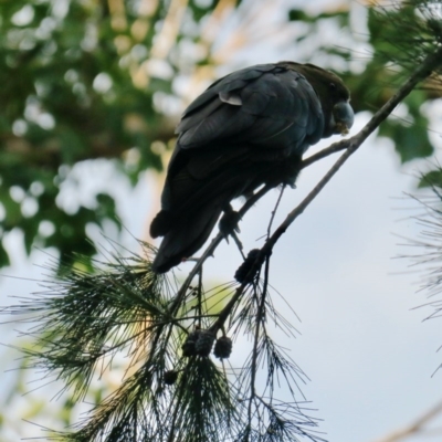Calyptorhynchus lathami lathami (Glossy Black-Cockatoo) at Broulee Moruya Nature Observation Area - 1 Aug 2020 by Gee