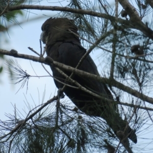 Calyptorhynchus lathami lathami at Broulee, NSW - 1 Aug 2020