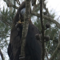 Calyptorhynchus lathami lathami at Broulee, NSW - 1 Aug 2020