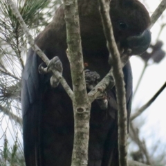 Calyptorhynchus lathami lathami at Broulee, NSW - 1 Aug 2020