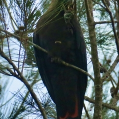 Calyptorhynchus lathami lathami at Broulee, NSW - 1 Aug 2020