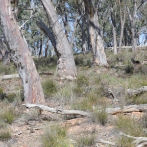 Macropus giganteus at Downer, ACT - 1 Aug 2020