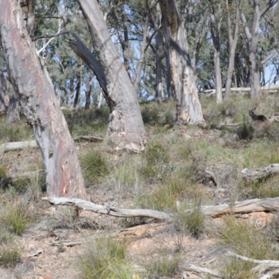 Macropus giganteus (Eastern Grey Kangaroo) at Black Mountain - 1 Aug 2020 by ConBoekel