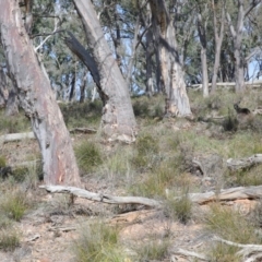 Macropus giganteus (Eastern Grey Kangaroo) at Downer, ACT - 1 Aug 2020 by ConBoekel