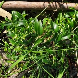 Asparagus asparagoides at West Albury, NSW - 1 Aug 2020 01:45 AM