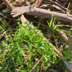 Asparagus asparagoides at West Albury, NSW - 1 Aug 2020 01:45 AM