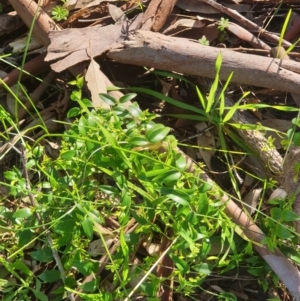 Asparagus asparagoides at West Albury, NSW - 1 Aug 2020 01:45 AM