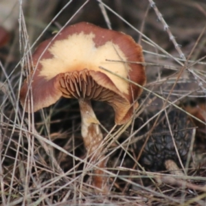 Agarics gilled fungi at suppressed - suppressed