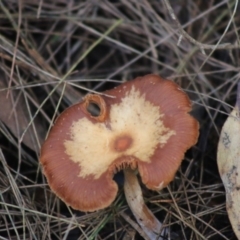 Agarics gilled fungi at suppressed - 1 Aug 2020