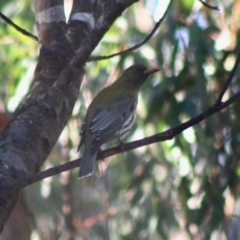 Oriolus sagittatus (Olive-backed Oriole) at Broulee Moruya Nature Observation Area - 1 Aug 2020 by LisaH