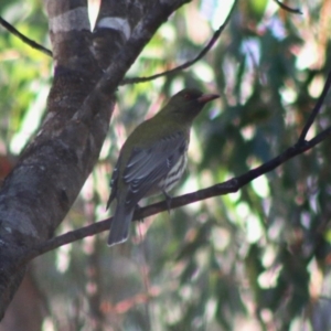 Oriolus sagittatus at Moruya, NSW - 1 Aug 2020