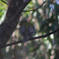 Oriolus sagittatus at Moruya, NSW - 1 Aug 2020