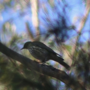 Oriolus sagittatus at Moruya, NSW - 1 Aug 2020