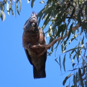 Callocephalon fimbriatum at Acton, ACT - 31 Jul 2020