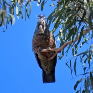 Callocephalon fimbriatum at Acton, ACT - 31 Jul 2020