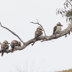 Dacelo novaeguineae (Laughing Kookaburra) at Denman Prospect, ACT - 23 Jul 2020 by JohnHurrell