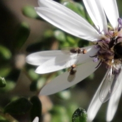 Unidentified Other true fly at Acton, ACT - 31 Jul 2020 by RodDeb