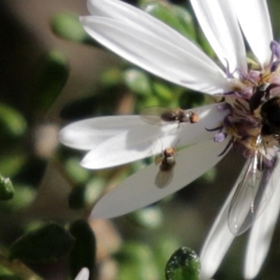 Sapromyza sp. (genus) at ANBG - 31 Jul 2020 by RodDeb